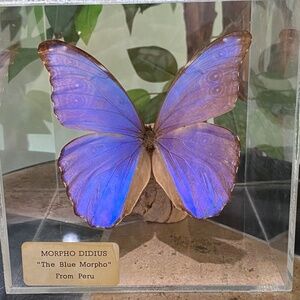 MORPHO DIDIUS